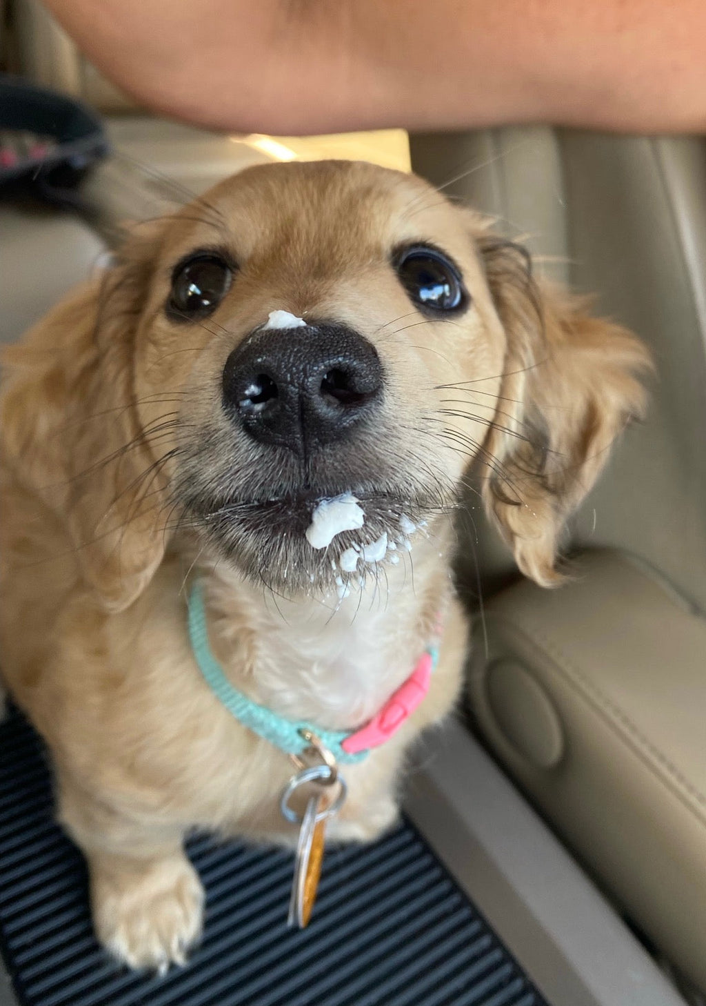 Happy dachshund with cream on her nose looking up at the camera