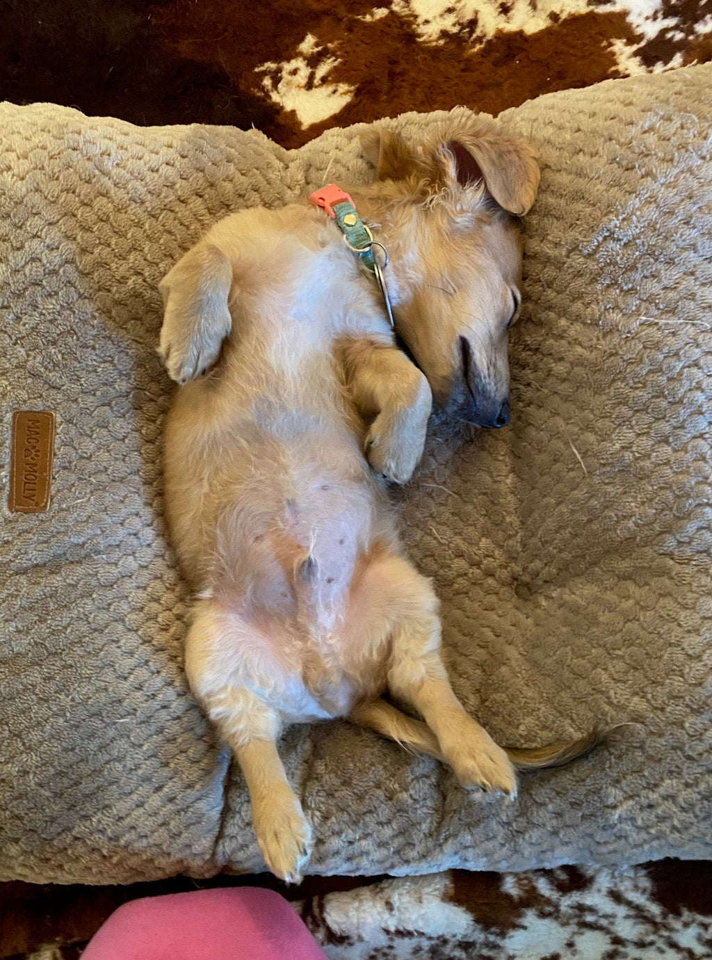 Dachshund lying on her back in a dog bed, totally relaxed