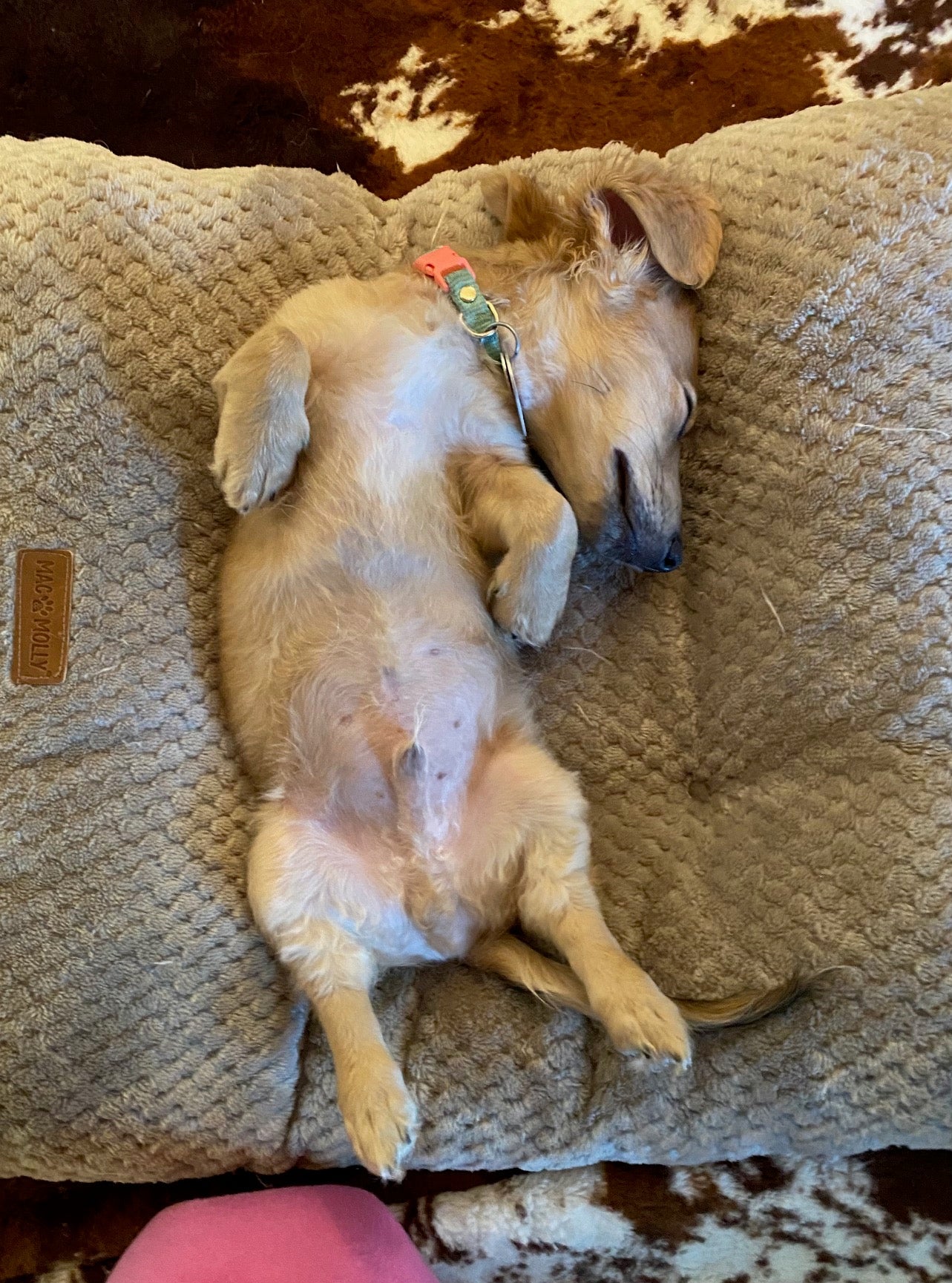 Dachshund lying on her back in a dog bed, totally relaxed