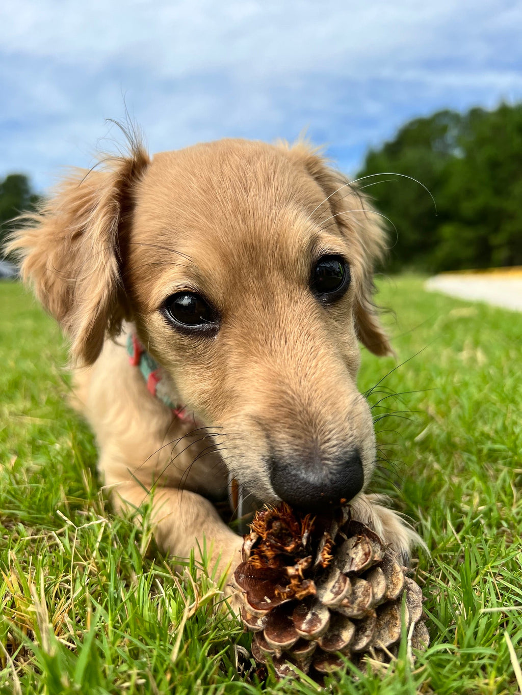 Dachshund puppy lying in the grass chewing on a pinecone