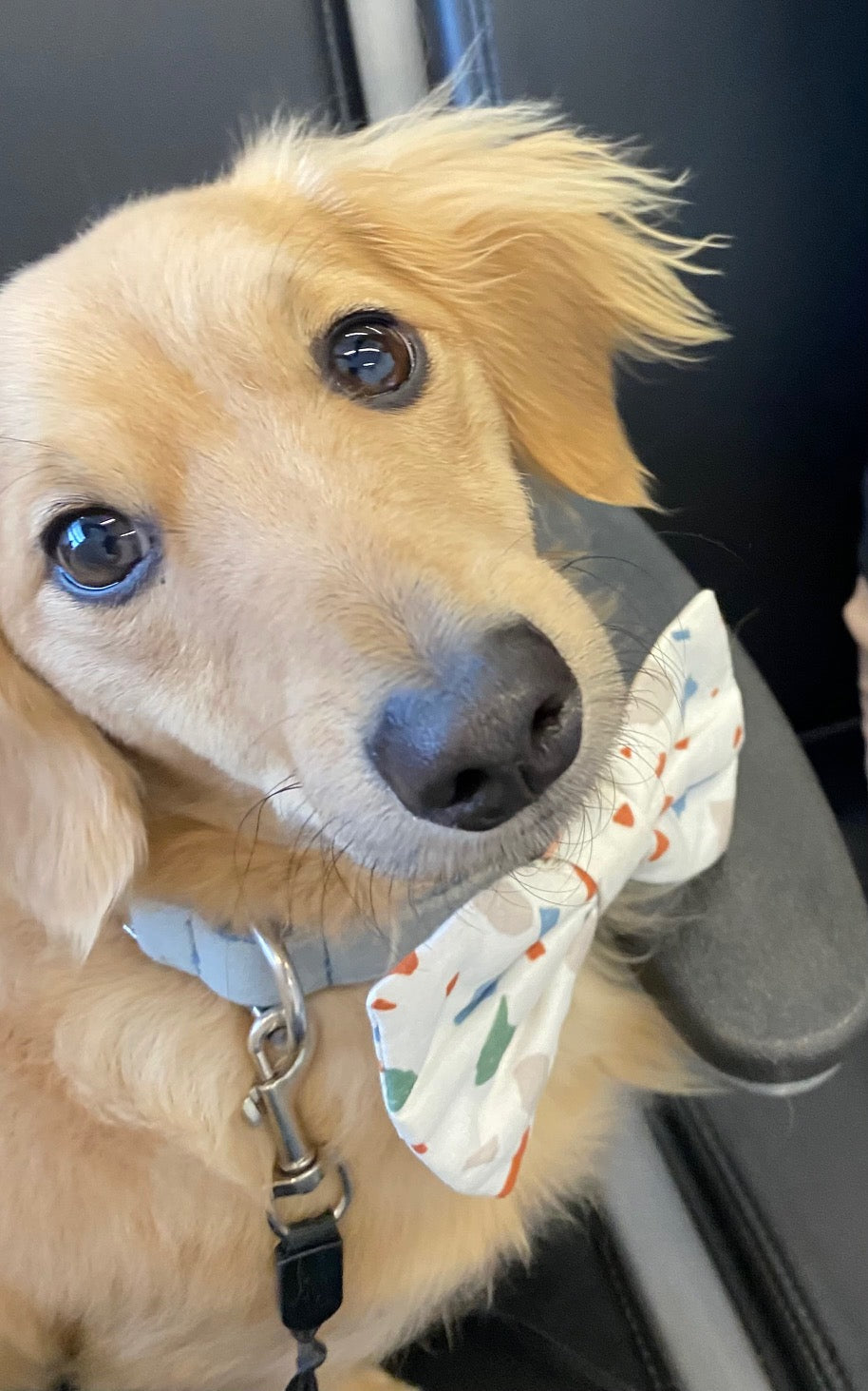 Dachshund puppy wearing a cute bow tie looking at the camera