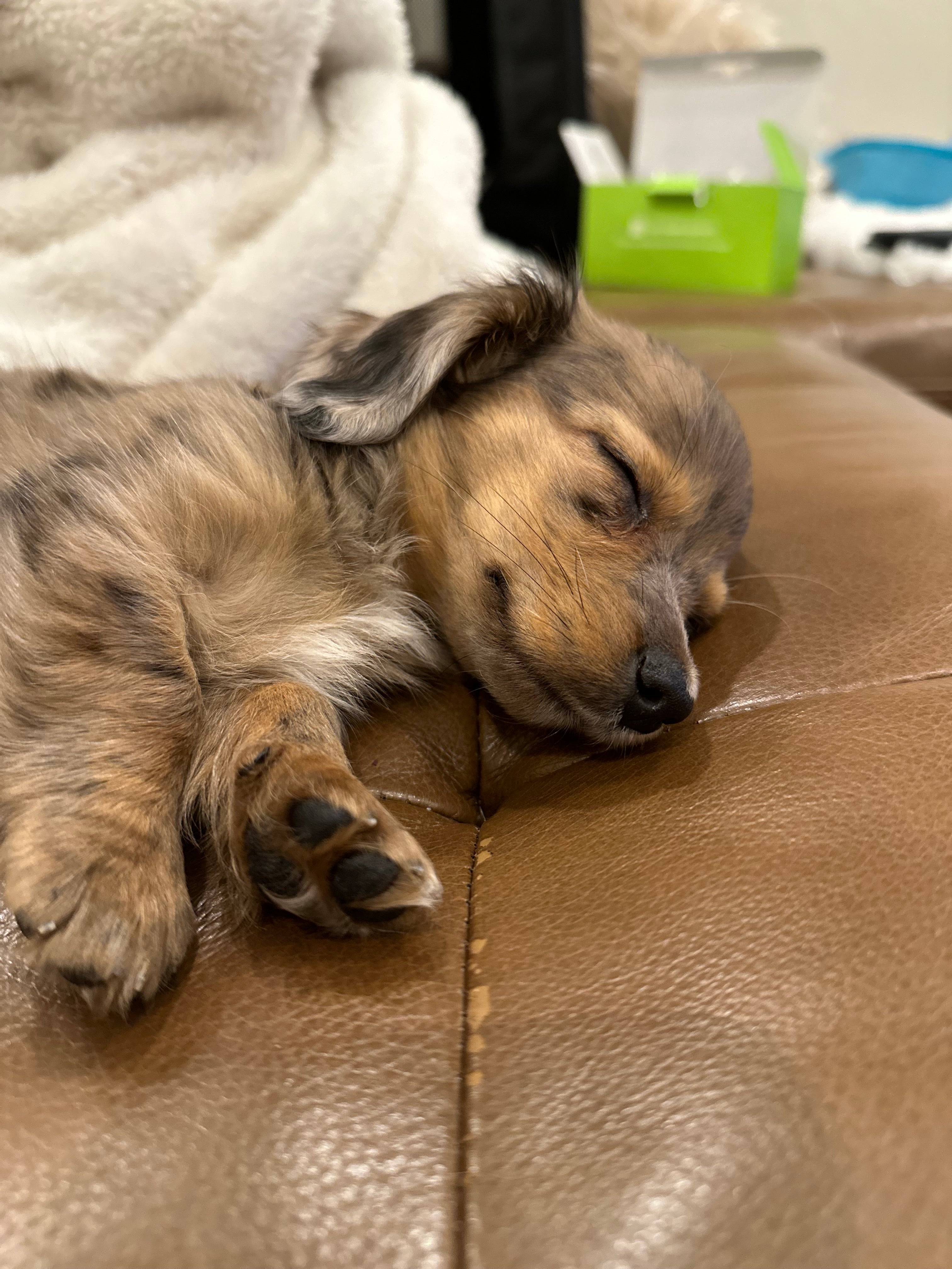 Dapple dachshund puppy sleeping on a leather couch