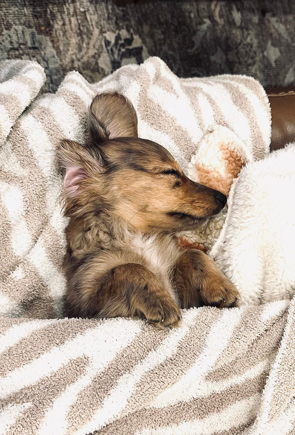 Dapple dachshund puppy snuggled up sleeping in a cozy blanket