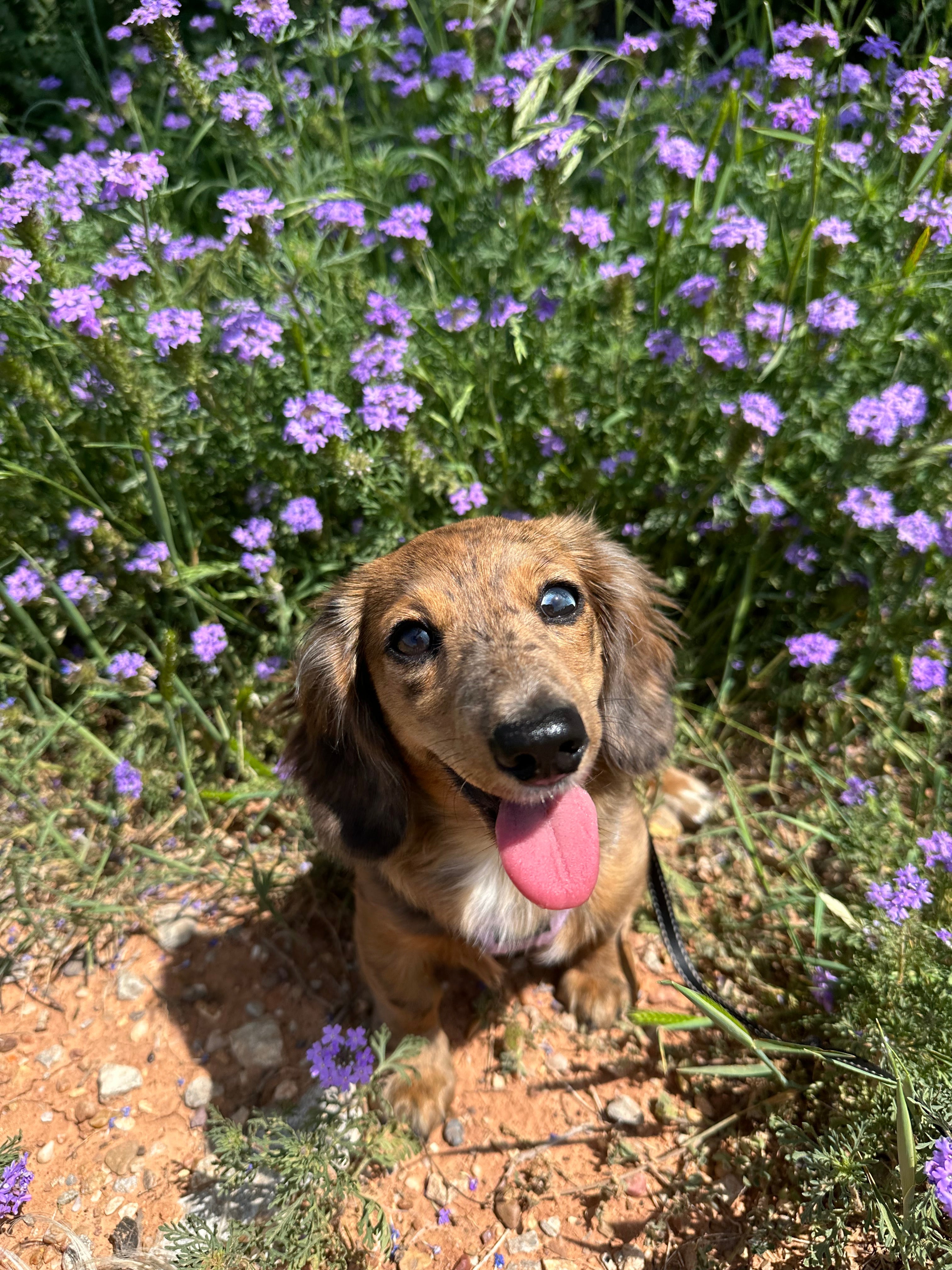 Dachshund sitting in purple wildflowers with tongue out, looking happy