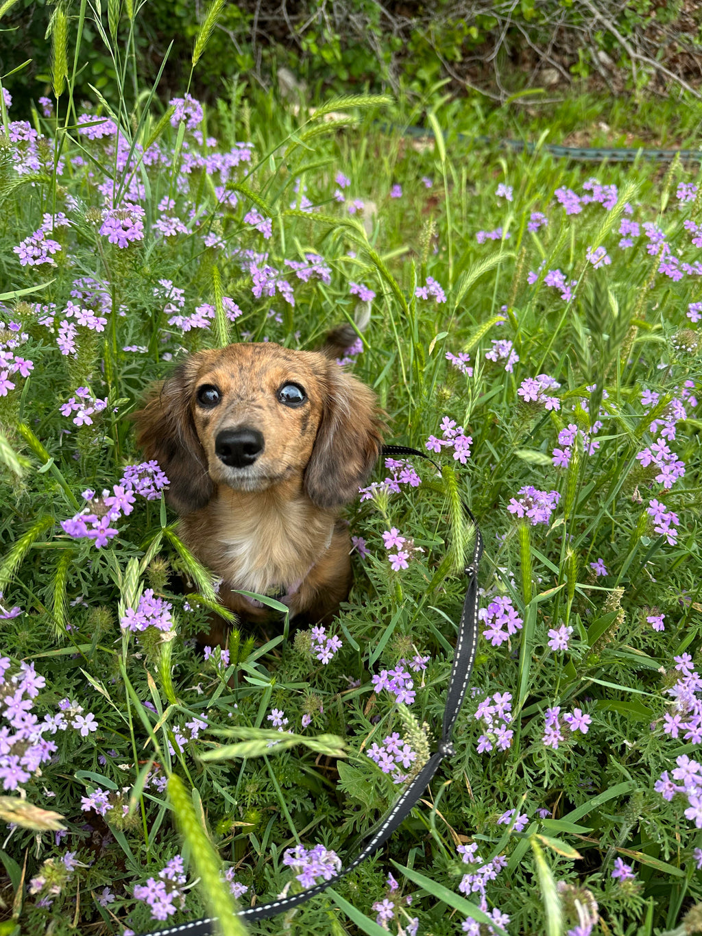 Dachshund looking up from inside a patch of purple wildflowers