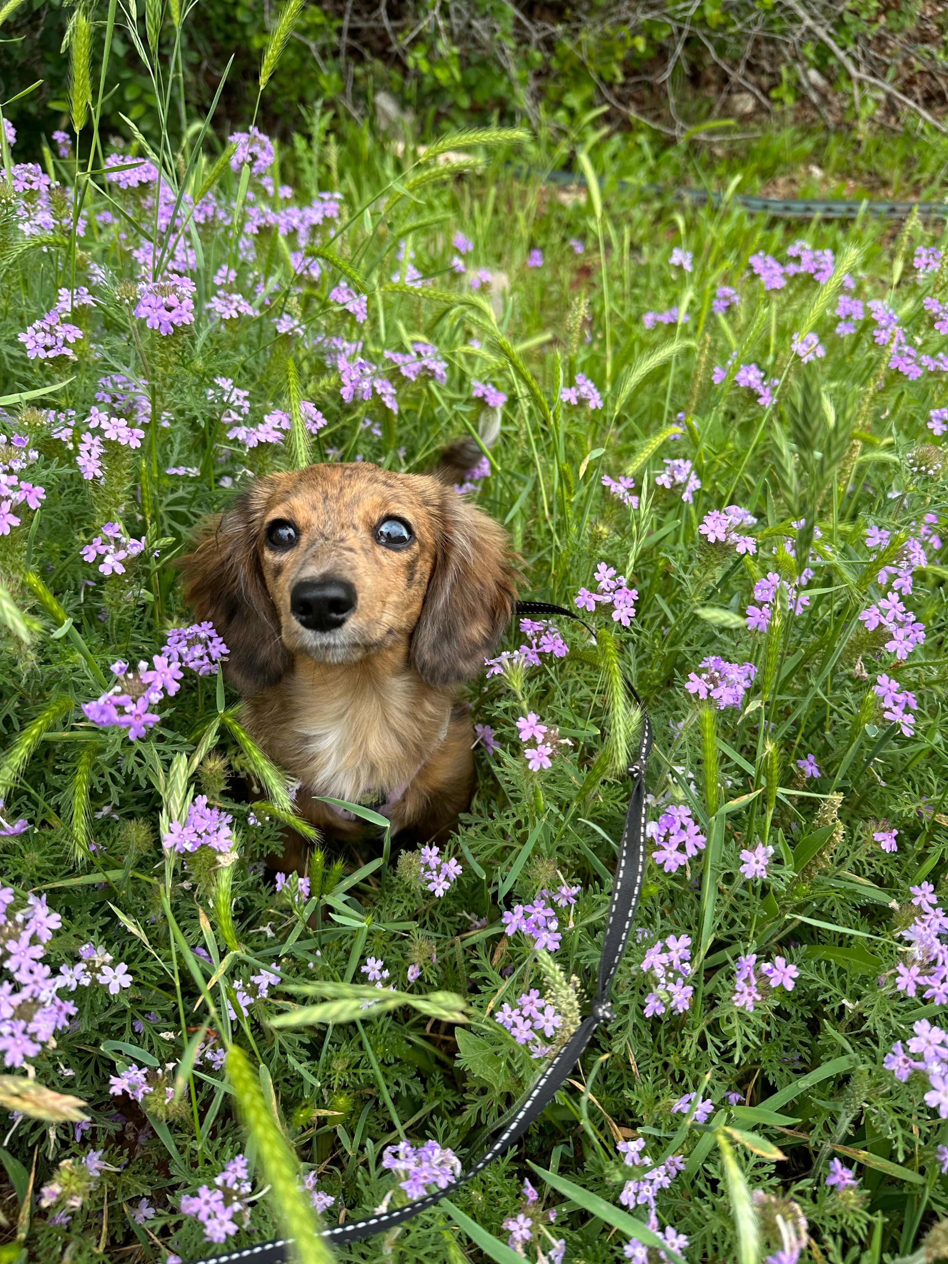 Dachshund looking up from inside a patch of purple wildflowers