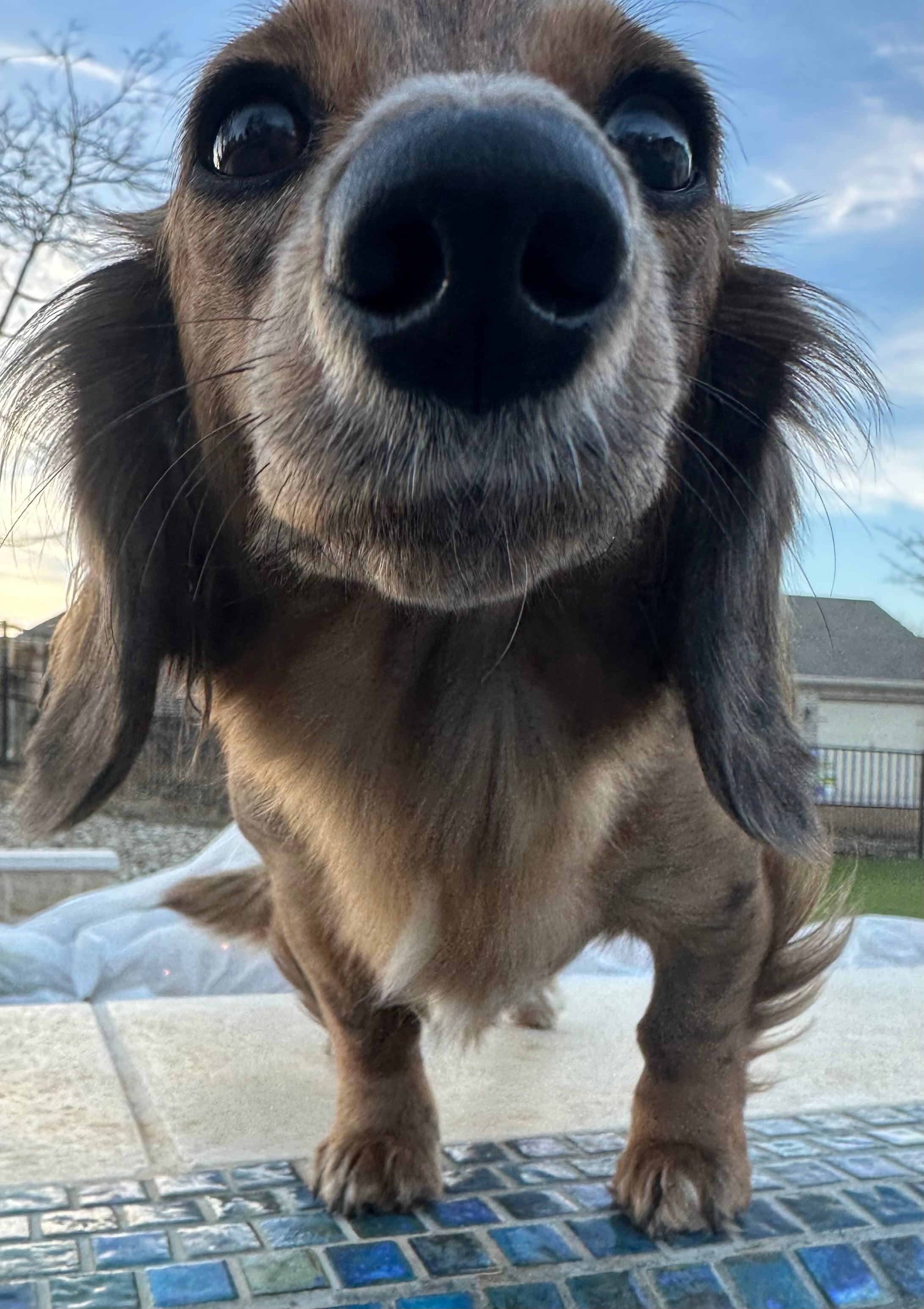 Close-up of a dachshund's nose and face pressed to the camera