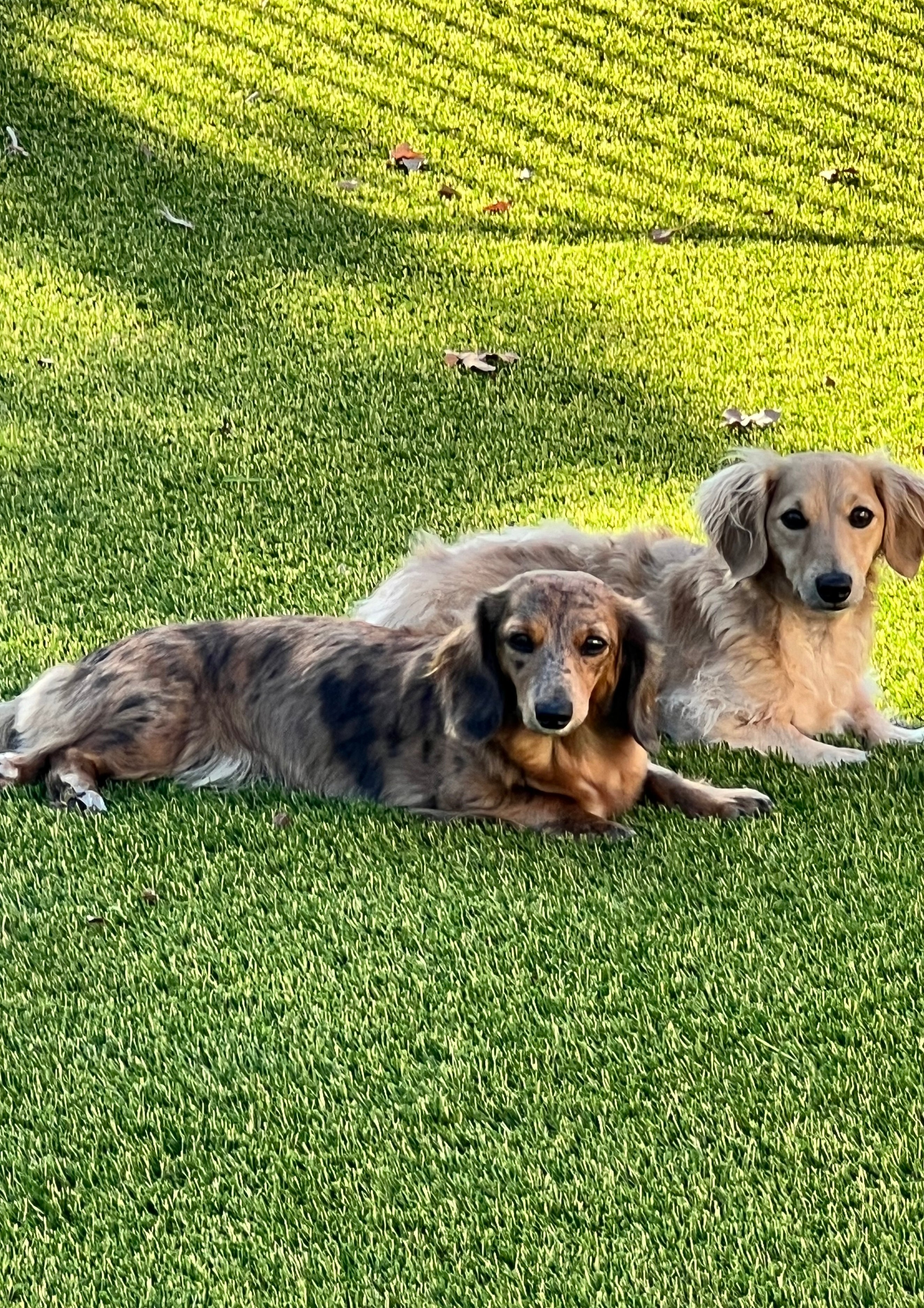 Two long-haired dachshunds relaxing together on the grass in the sunshine
